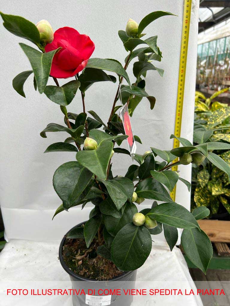 CAMELIA JAPONICA ROSSA VASO 17CM