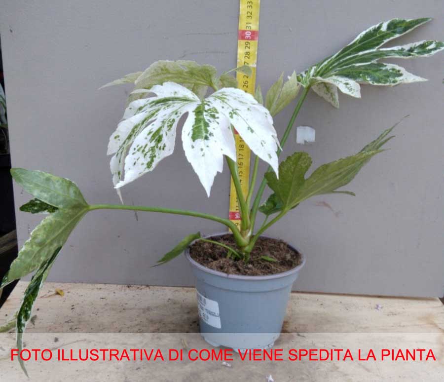 FATSIA JAPONICA VARIEGATA ARALIA VASO 17CM