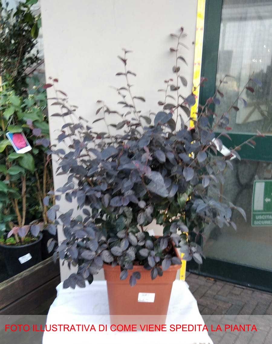 LOROPETALUM GORGEOUS VASO 22CM