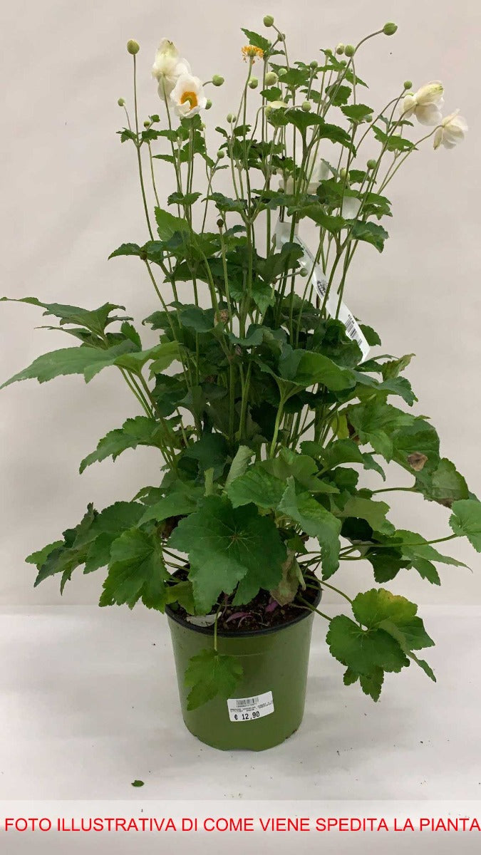 ANEMONE HYBRIDA HONORINE JOBERT VASO DA 18CM