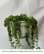 PILEA DEPRESSA VASO 14CM