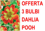 OFFERTA 3 BULBI DAHLIA COLLAR POOH