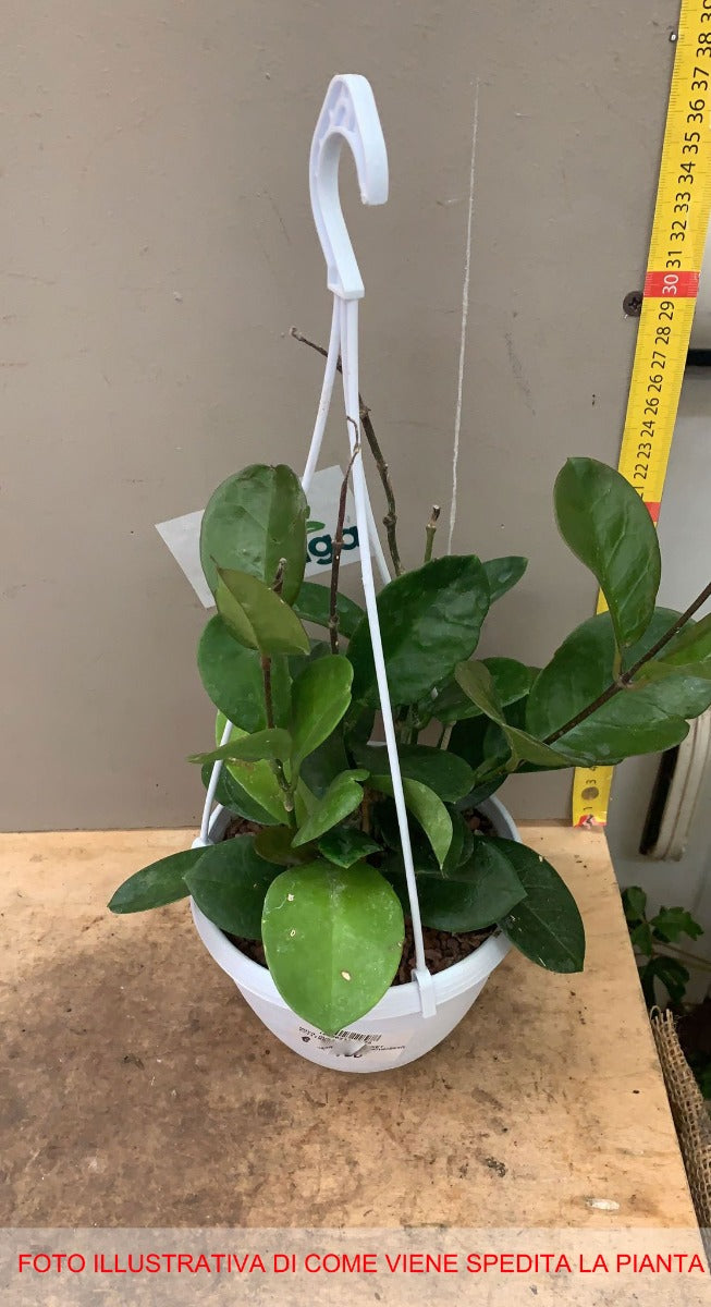 HOYA COMPACTA FIORE DI CERA IN BASKET 14CM