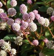 POLYGONUM CAPITATUM VASO 15CM