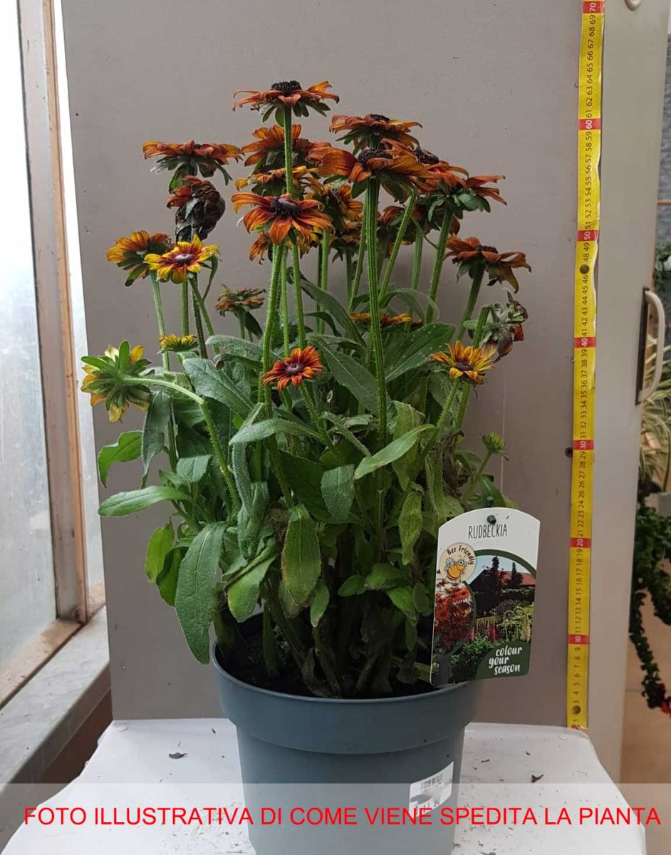 RUDBECKIA SUMMERINA IN VASO 23CM