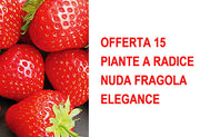 OFFERTA 15 PIANTE A RADICE NUDA FRAGOLA ELEGANCE