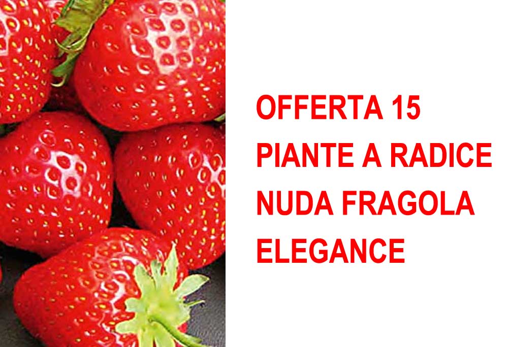 OFFERTA 15 PIANTE A RADICE NUDA FRAGOLA ELEGANCE