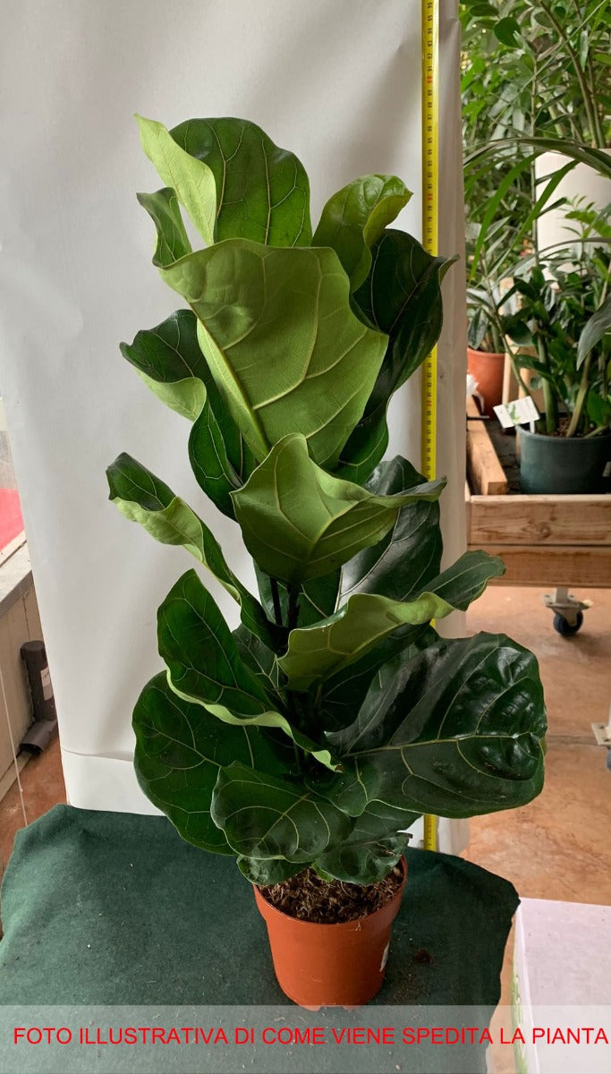 FICUS LYRATA VASO 17CM