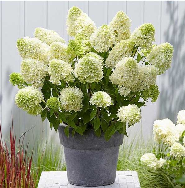 ORTENSIA HYDRANGEA PANICULATA SKYFALL LOVELY VASO 18CM