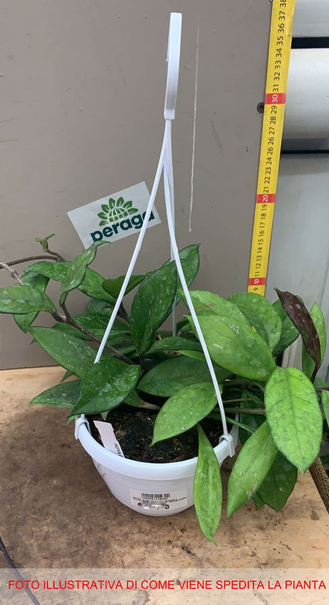 HOYA PUBLICALIX FIORE DI CERA VASO 14CM
