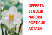 OFFERTA 35 BULBI NARCISO POETICUS ACTAEA