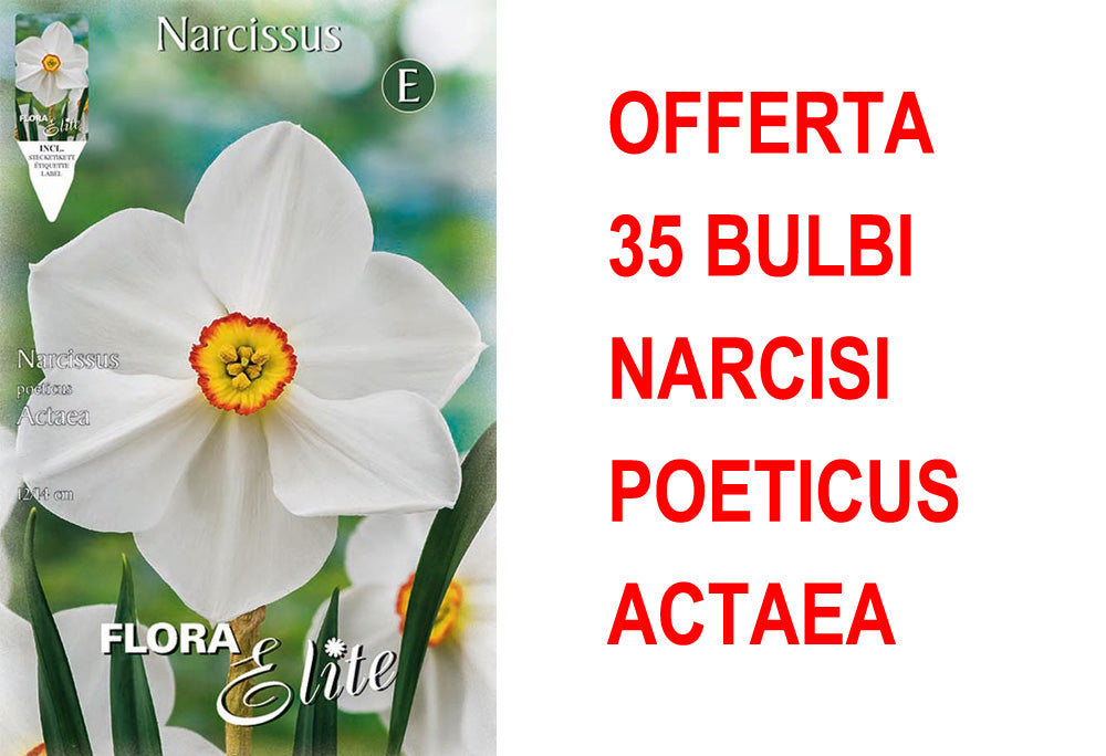 OFFERTA 35 BULBI NARCISO POETICUS ACTAEA