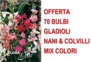 OFFERTA 70 BULBI GLADIOLI NANI & COLVILLI IN MIX DI COLORI