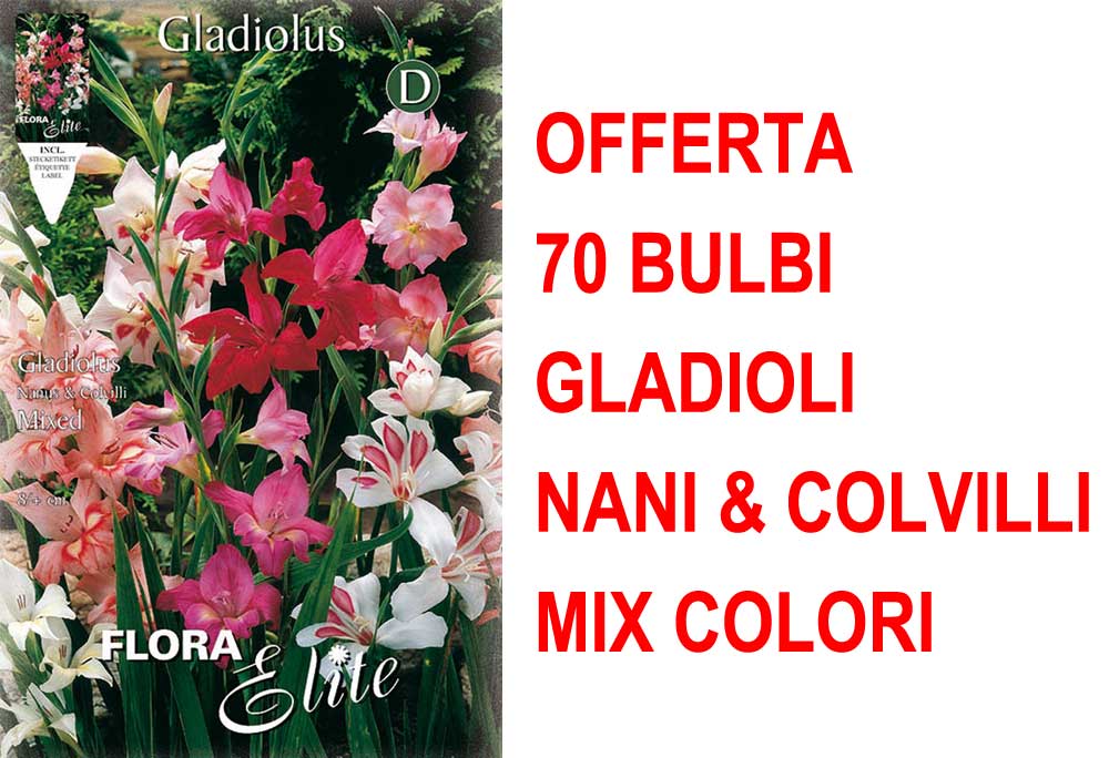 OFFERTA 70 BULBI GLADIOLI NANI & COLVILLI IN MIX DI COLORI