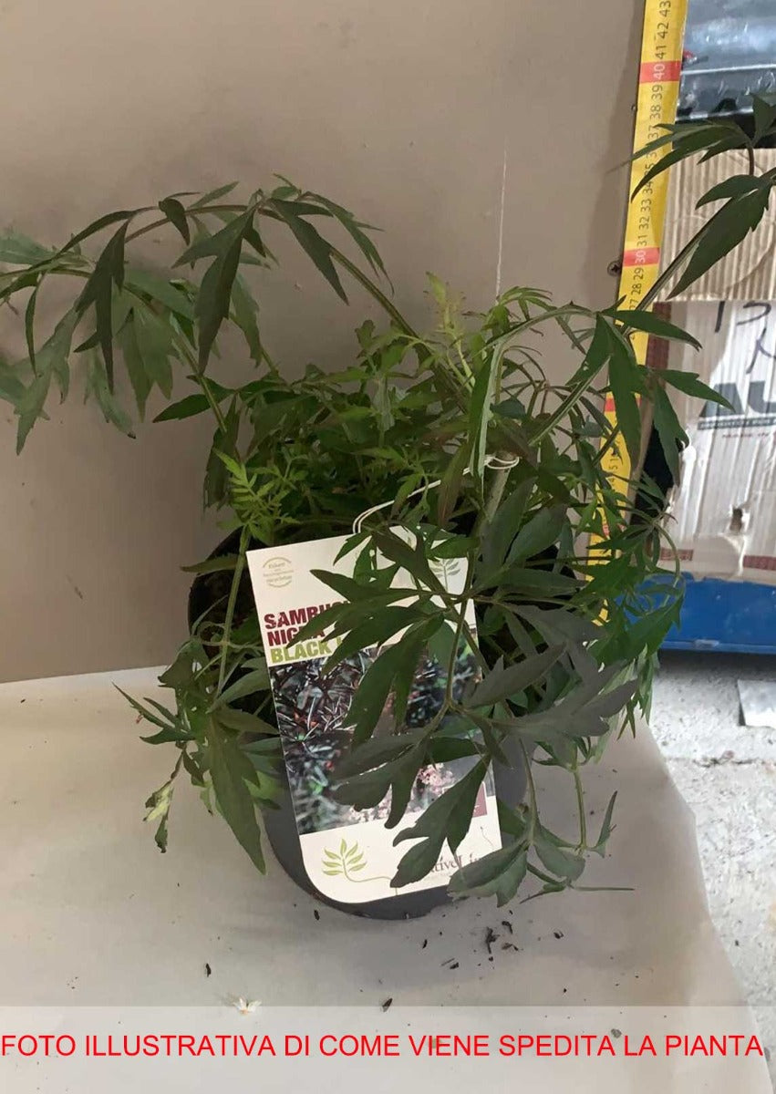 SAMBUCUS SAMBUCO NIGRA BLACK LACE IN VASO 19CM