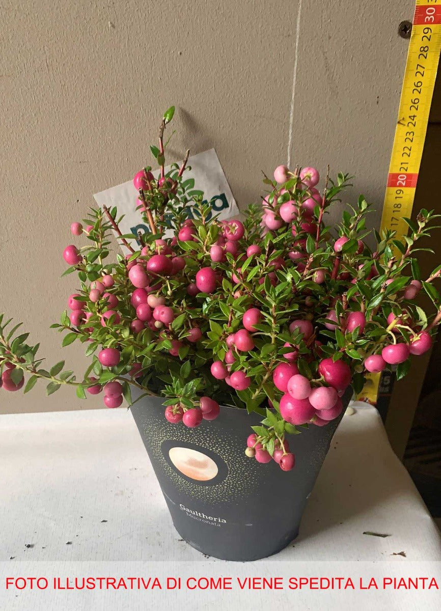 GAULTHERIA MUCRONATA ROSA O BIANCA ASSORTITA VASO 14CM