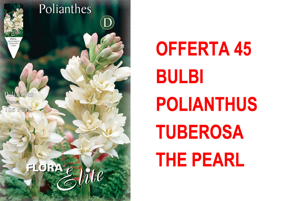 OFFERTA 45 BULBI POLIANTHUS TUBEROSA THE PEARL