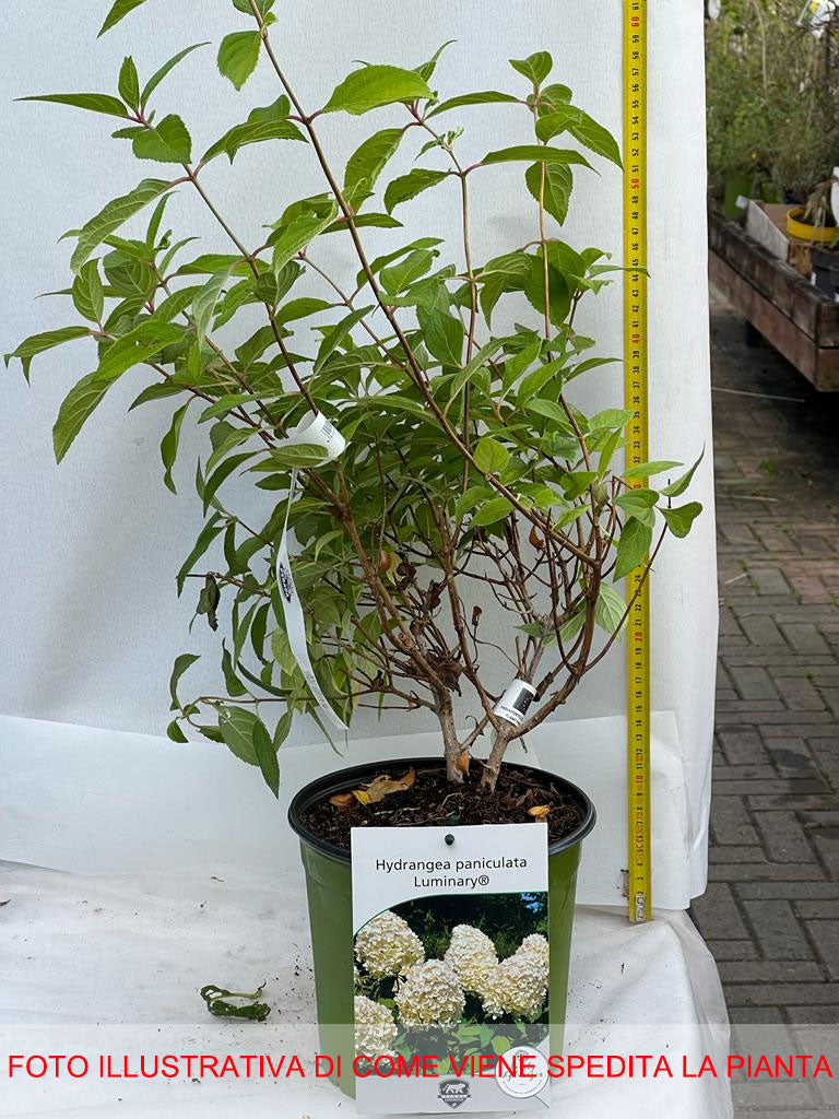 ORTENSIA HYDRANGEA PANICULATA LUMINAIRE IN VASO 18CM