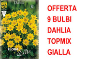 OFFERTA 9 BULBI DAHLIA TOPMIX GIALLA