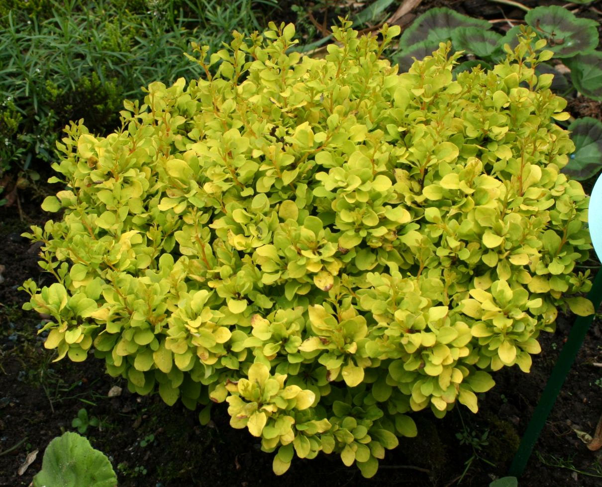 BERBERIS  TINY GOLD VASO 17CM