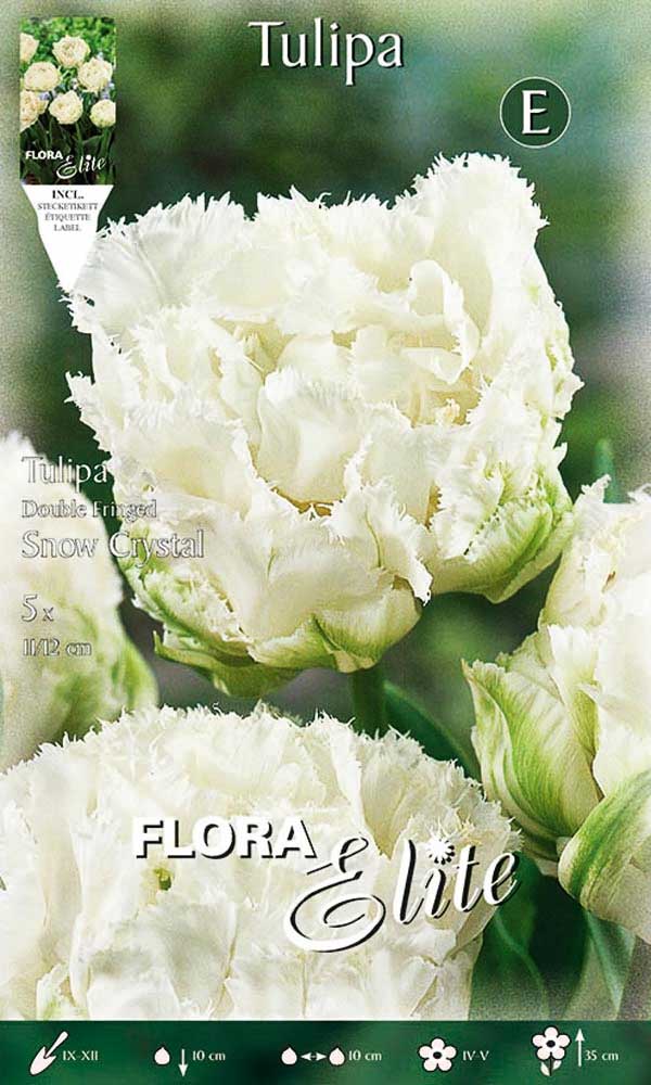 TULIPANO A FIORE DOPPIO SNOW CRYSTAL (CONFEZIONE DA 5 BULBI)