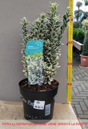 EUONYMUS WHITE SPIRE VASO 17CM