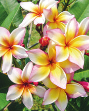 PLUMERIA POMELIA IN VASO 20CM BIANCA E GIALLA, XANADU