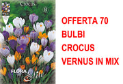 OFFERTA 70 BULBI CROCUS VERNUS MIX