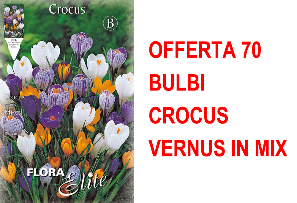 OFFERTA 70 BULBI CROCUS VERNUS MIX