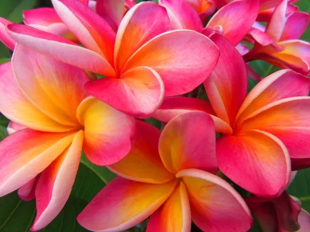 PLUMERIA POMELIA IN VASO 20CM FUCSIA E ARANCIONE XQUISITE
