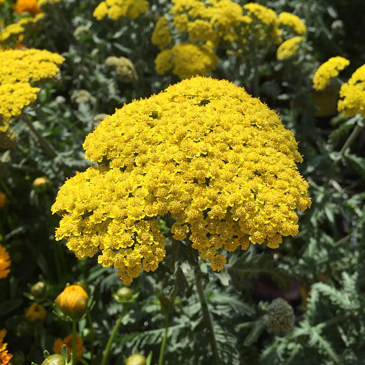 ACHILLEA MILLEFOLIUM, COLORE GIALLO, VASO DA 14CM