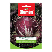 SEMI CICORIA DI CHIOGGIA PRECOCE BLUMEN
