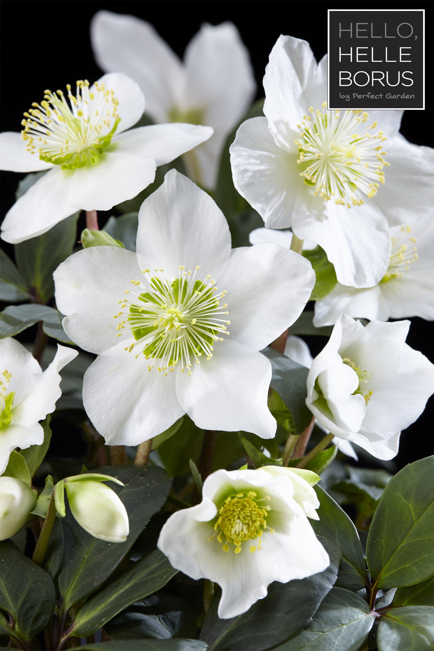 HELLEBORUS CHRISTMAS CAROL XL ROSA DI NATALE VASO 12CM