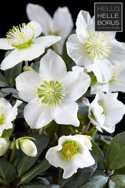 HELLEBORUS CHRISTMAS CAROL XL ROSA DI NATALE VASO 17CM