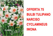 OFFERTA 75 BULBI NARCISO CYCLAMINEUS IWONA