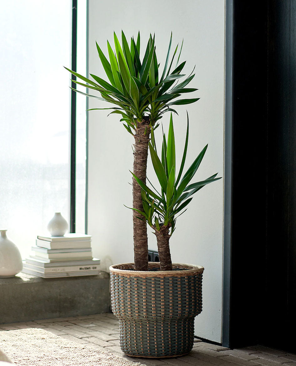 YUCCA VASO 30CM