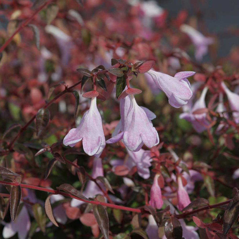 ABELIA GRANDIFLORA PINKY BELLS VASO 13CM