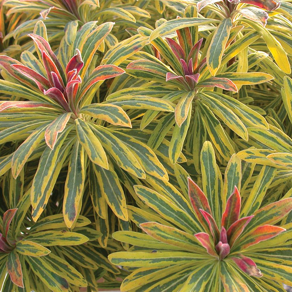 EUPHORBIA ASCOT RAINBOW VASO 15CM