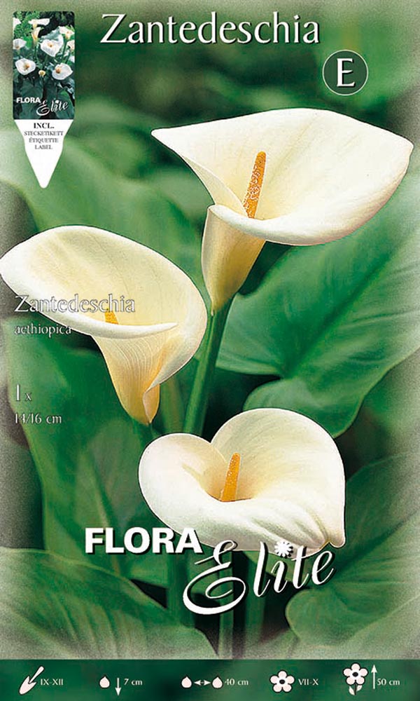 CALLA ZANTEDESCHIA AETHIOPICA (CONFEZIONE DA 1 BULBO)